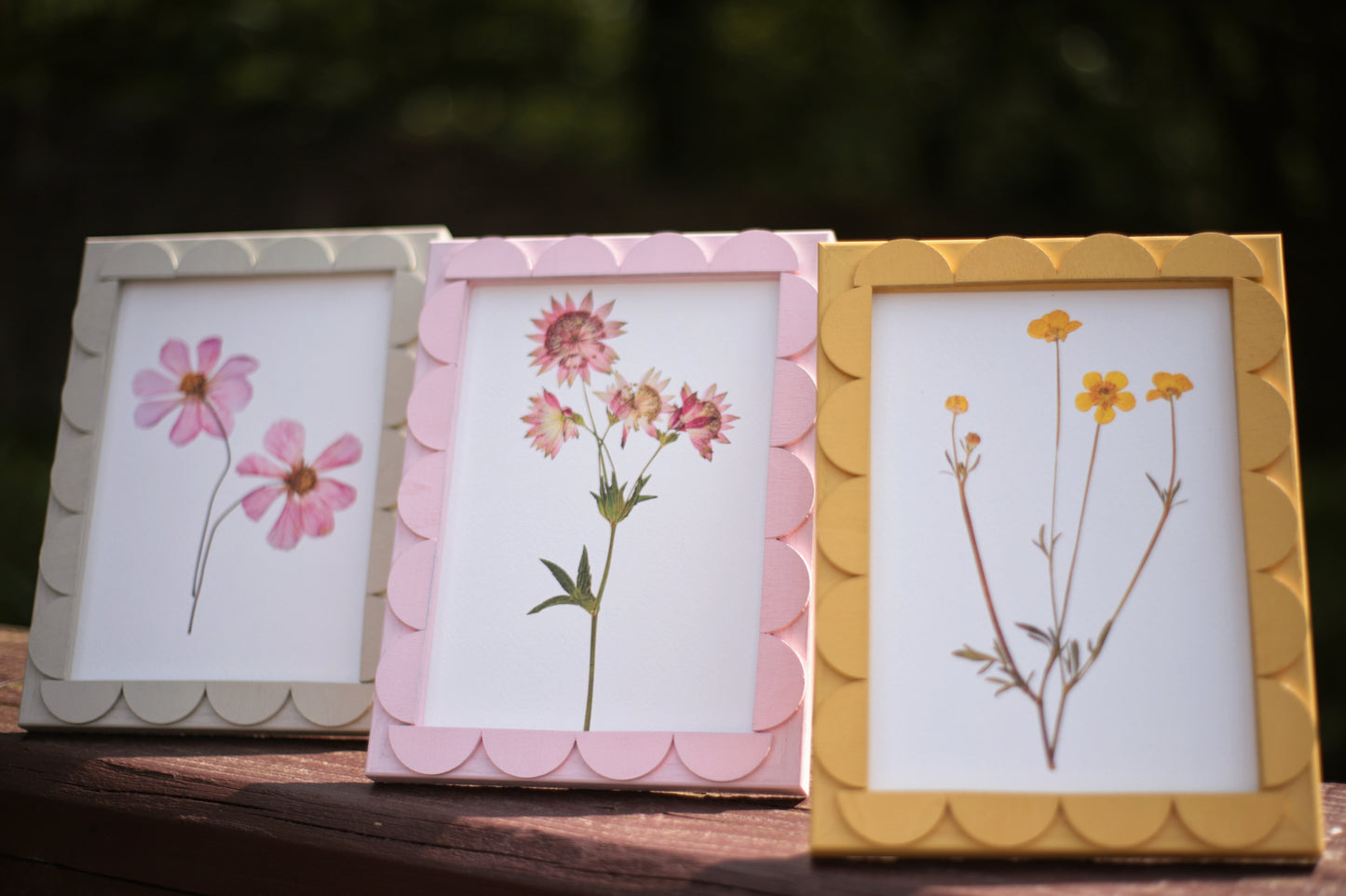 Peony Stained Scallop Frame